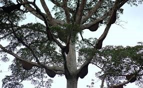 Madu Hutan Sialang